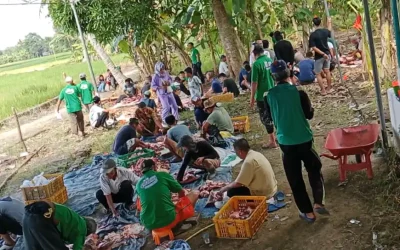 Meningkatnya Kepercayaan: 15 Sapi Kurban Disembelih di Muhammadiyah Talang Balai