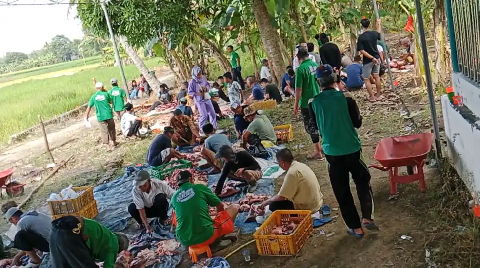 Meningkatnya Kepercayaan: 15 Sapi Kurban Disembelih di Muhammadiyah Talang Balai