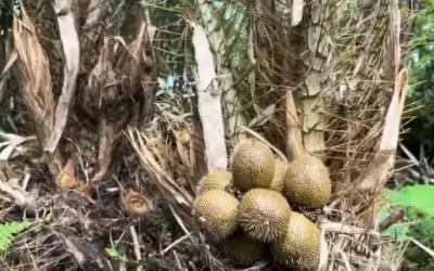 Mahasiswa KKN Mubaligh Hijrah: Memperkenalkan Olahan Salak ke Masyarakat