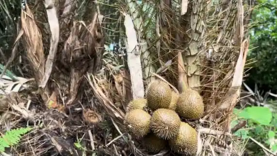 Memperkenalkan Olahan Salak ke Masyarakat