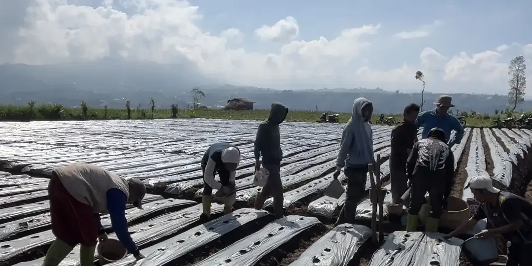 Pemuda Muhammadiyah PIASA Mulai Penanaman Kentang, Perkuat Kemandirian Ekonomi