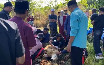 Penyembelihan Hewan Kurban Kambing Dilaksanakan Sesuai Syariat Islam pada Hari Raya Idul Adha